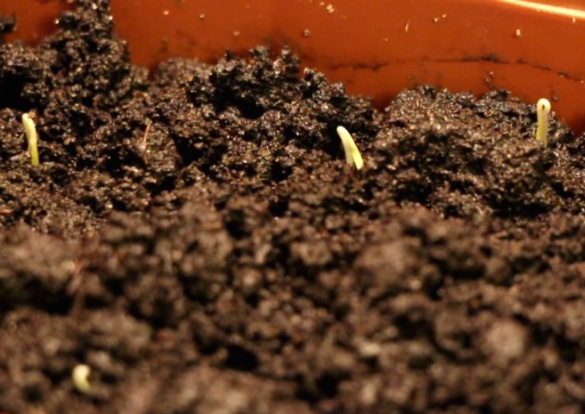 Как вырастить рассаду помидор на подоконнике в домашних условиях?